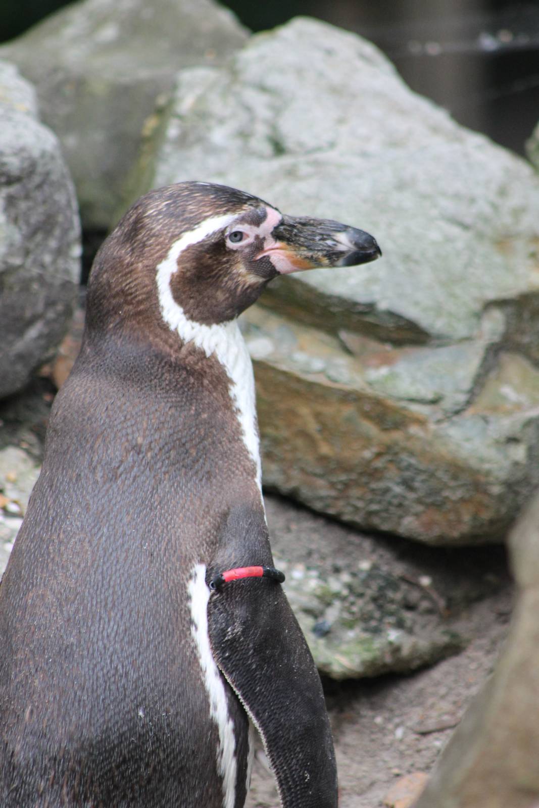 Humboldt penguin