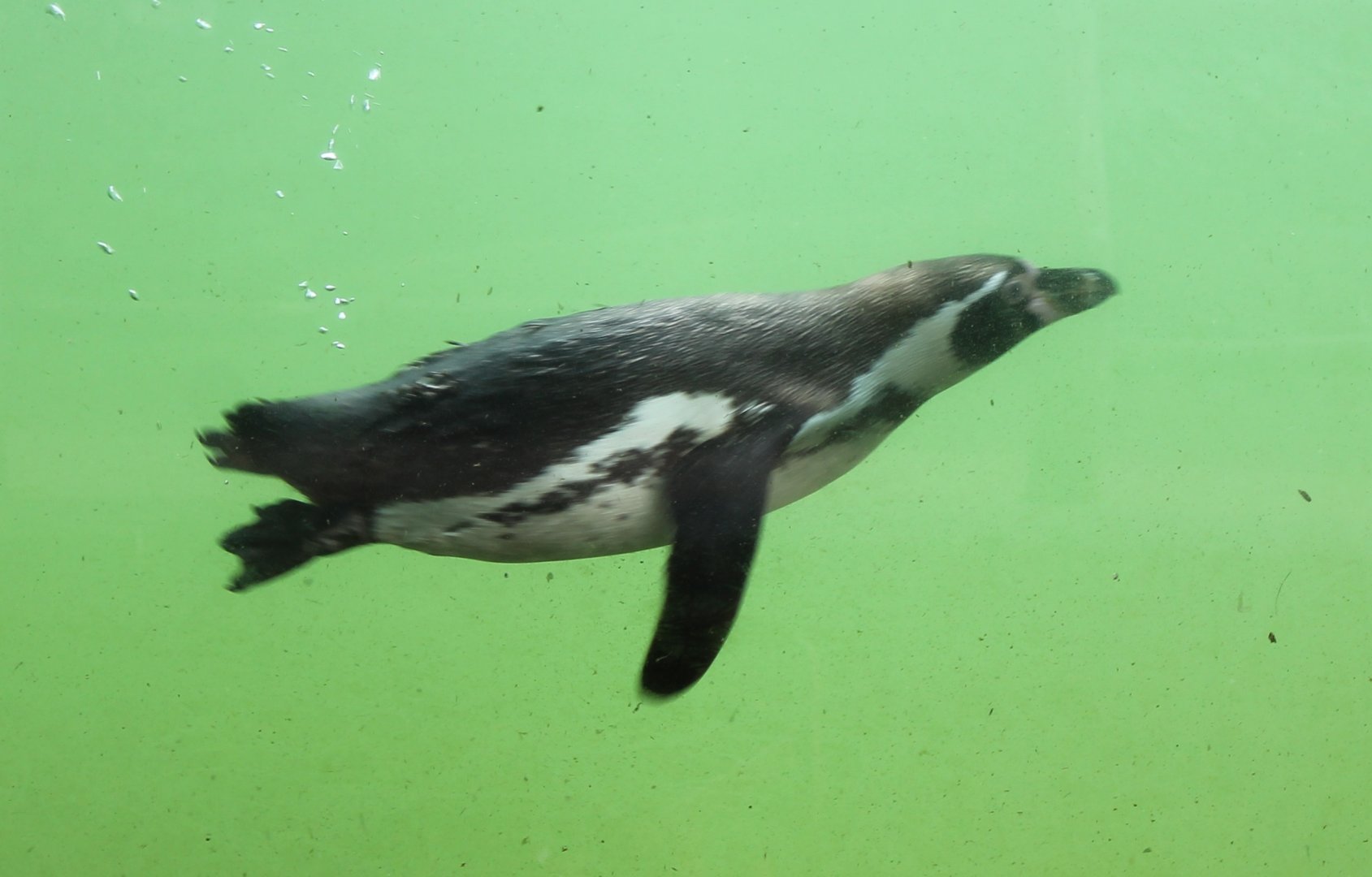 Humboldt penguin