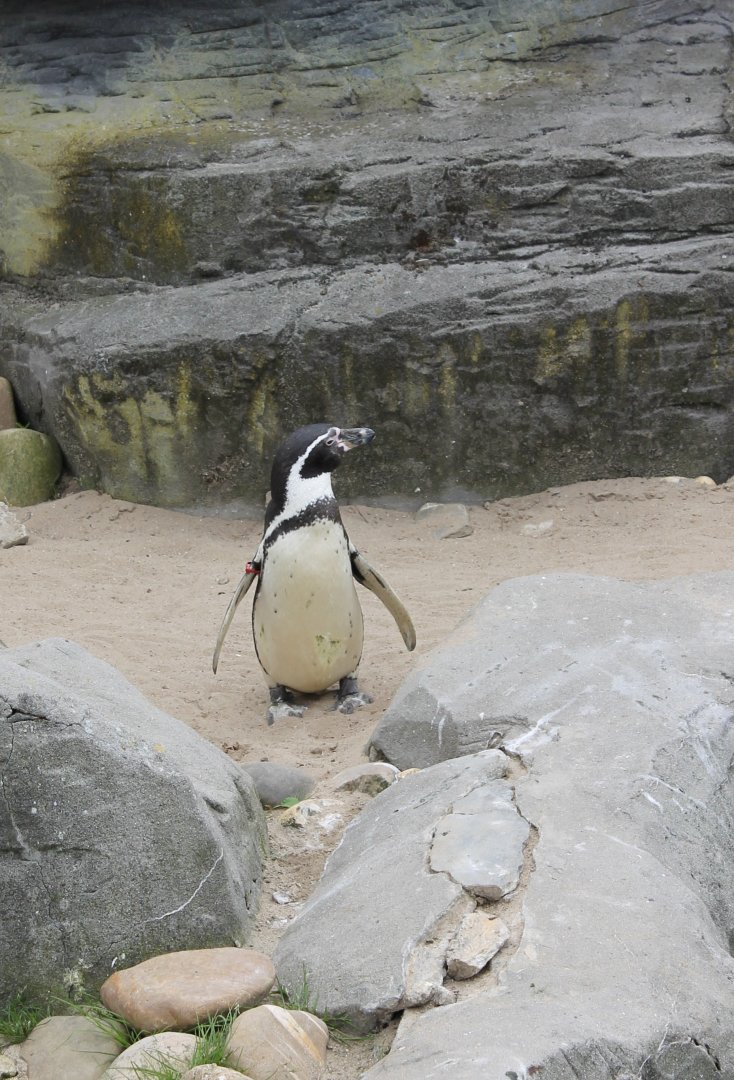 Humboldt penguin