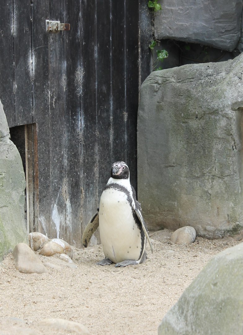 Humboldt Penguin