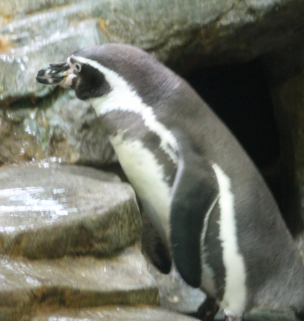 Humboldt penguin