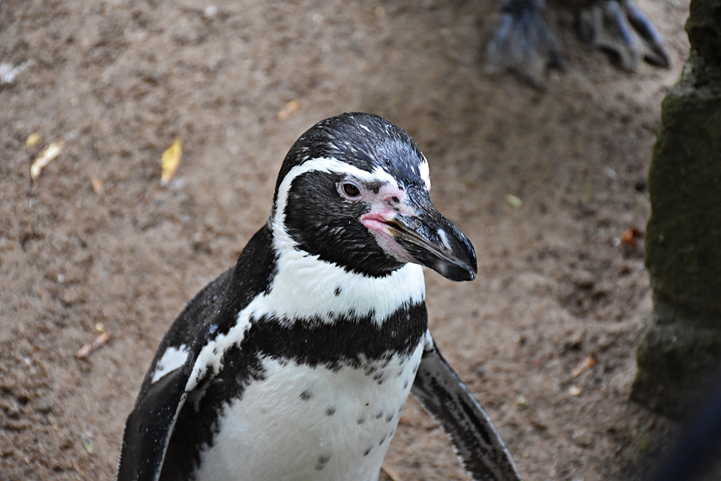 Humboldt penguin