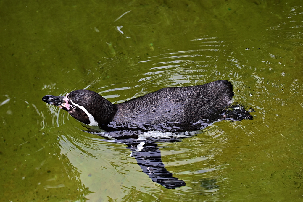 Humboldt penguin