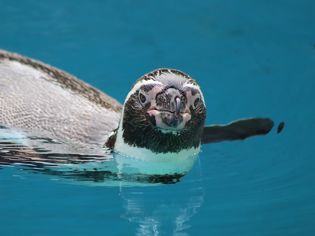 Humboldt Penguin