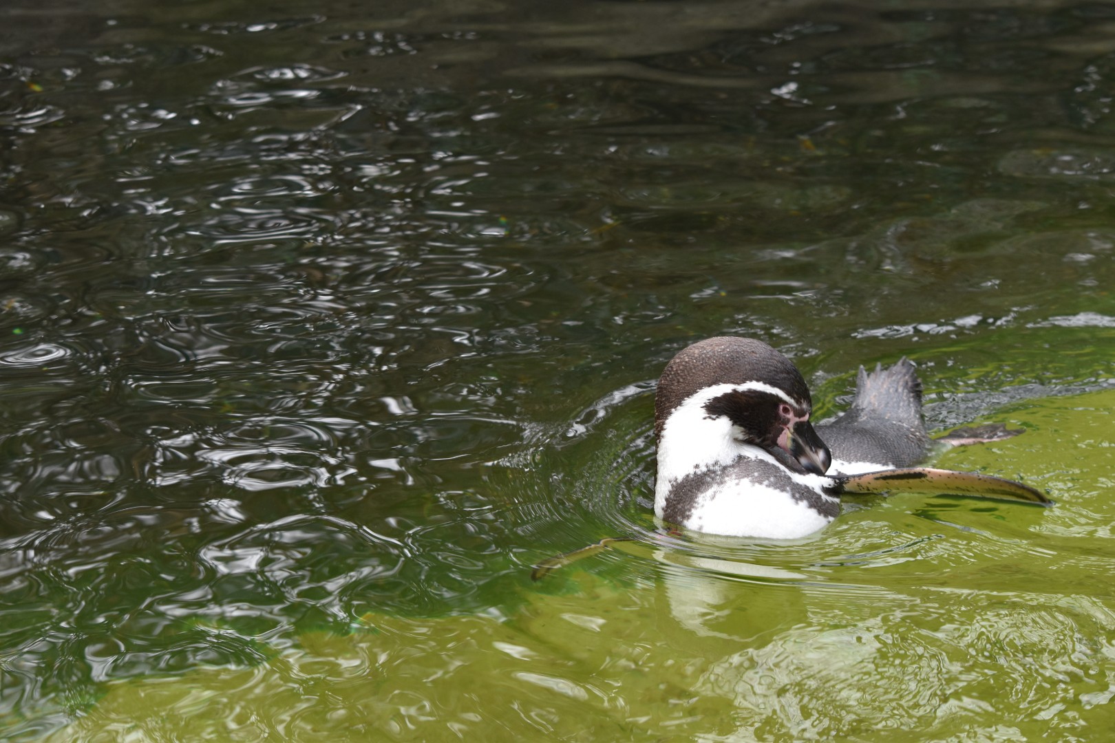 Humboldt penguin