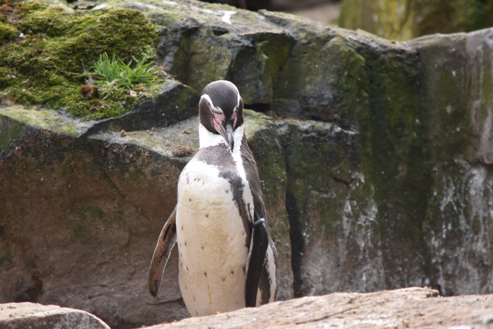Humboldt penguin