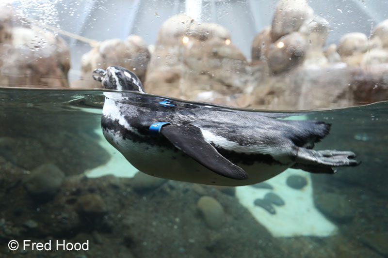 humboldt penguin