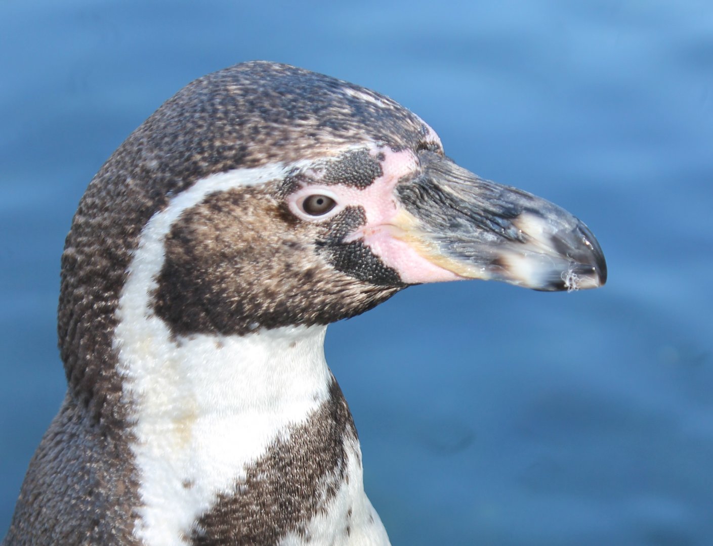 Humboldt penguin