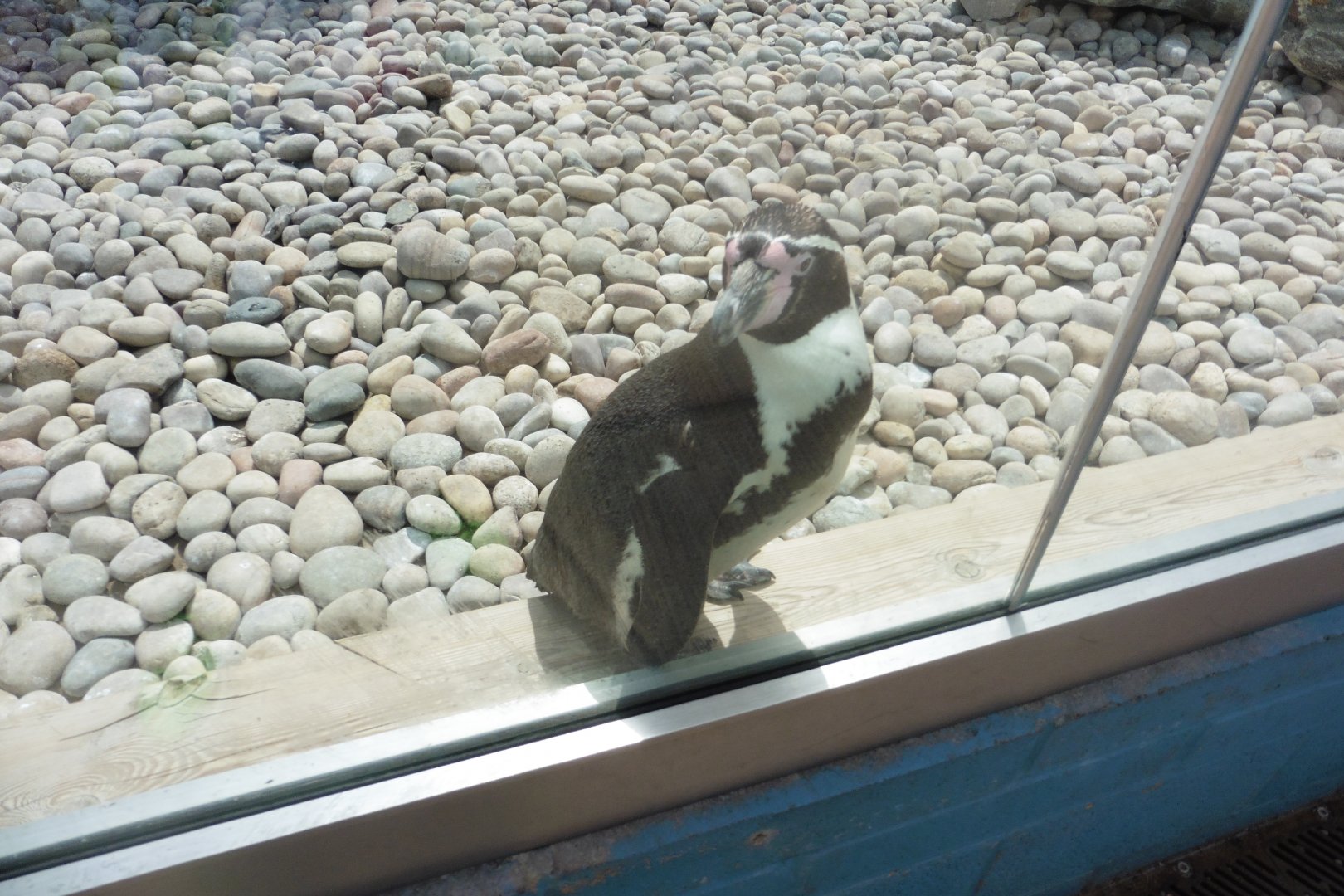 Humboldt Penguin