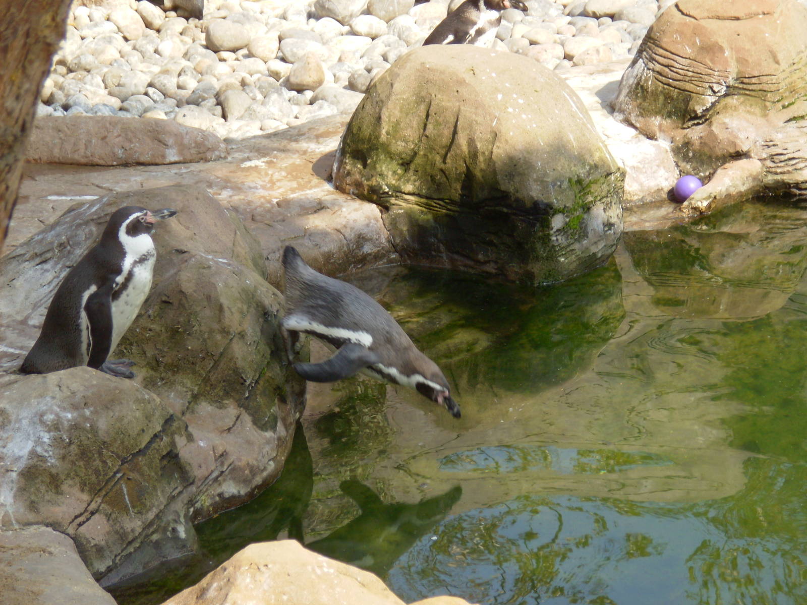 Humboldt Penguin