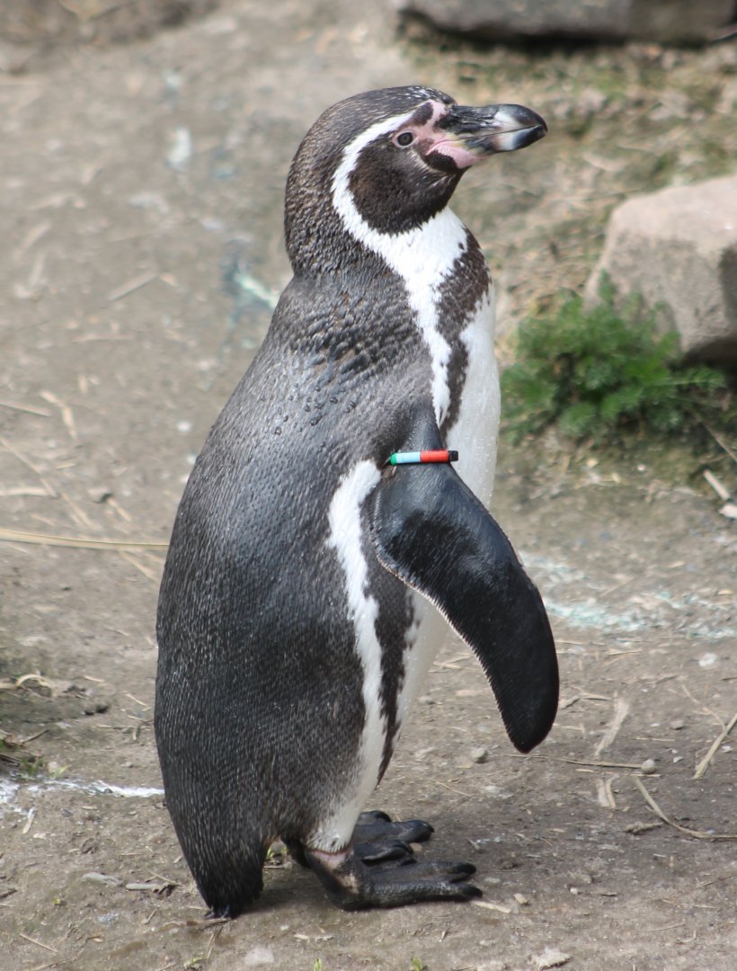 Humboldt penguin