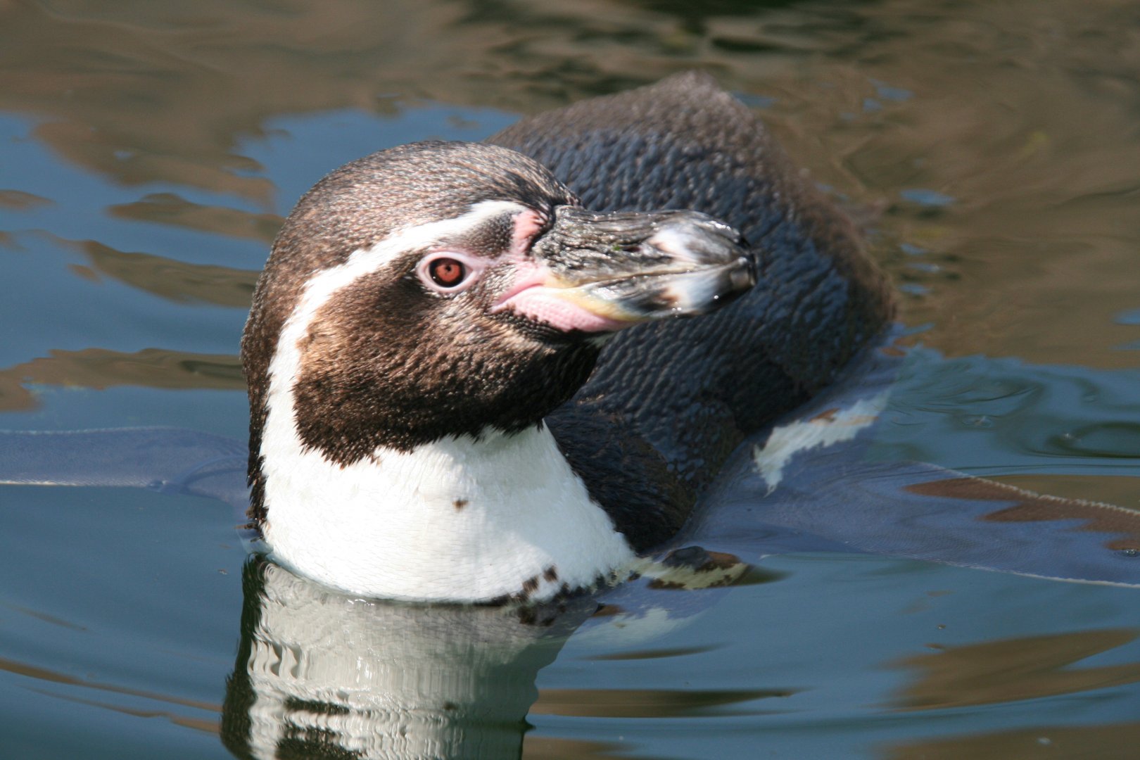Humboldt penguin