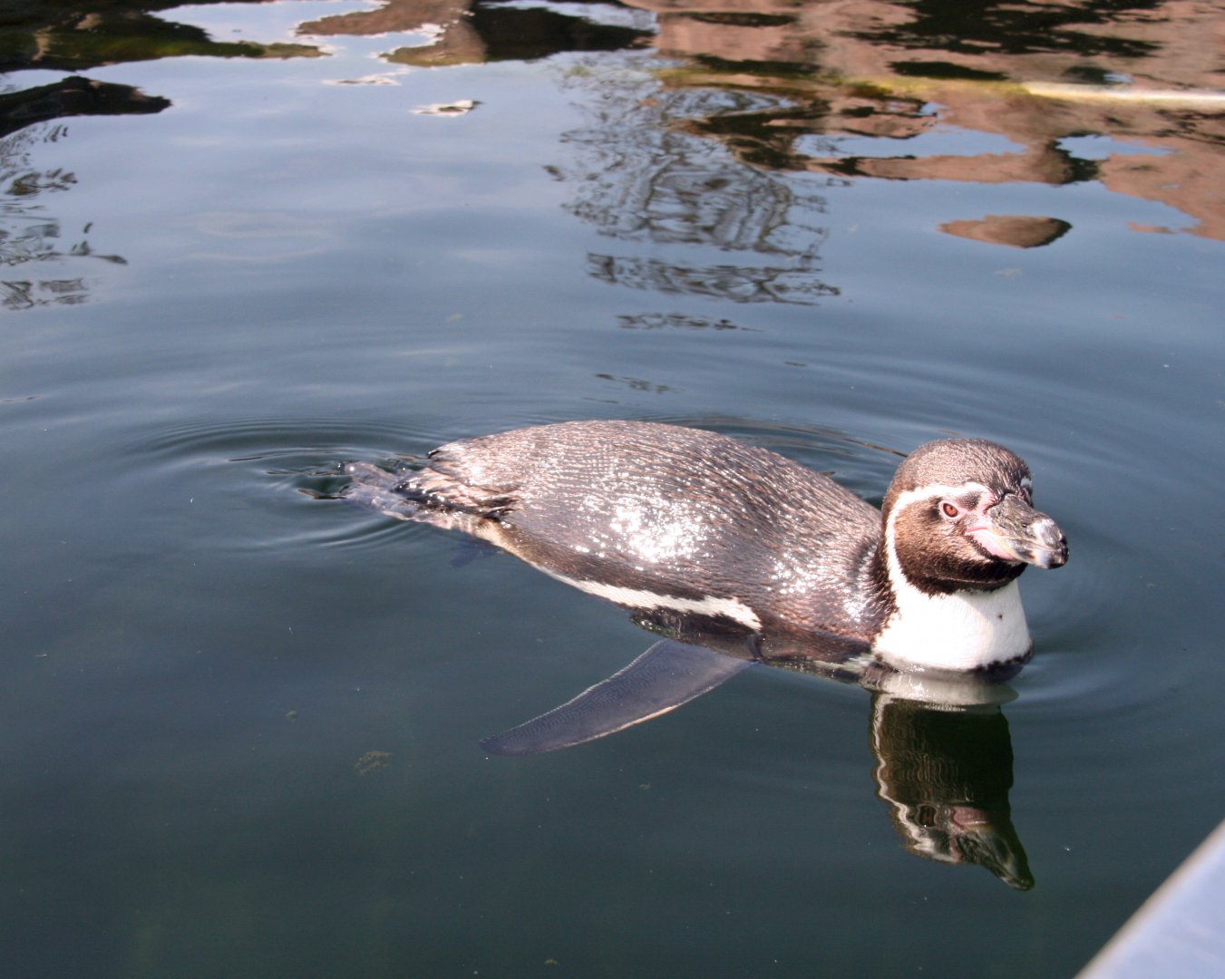 Humboldt penguin
