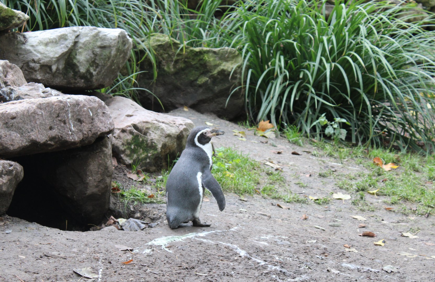 Humboldt penguin