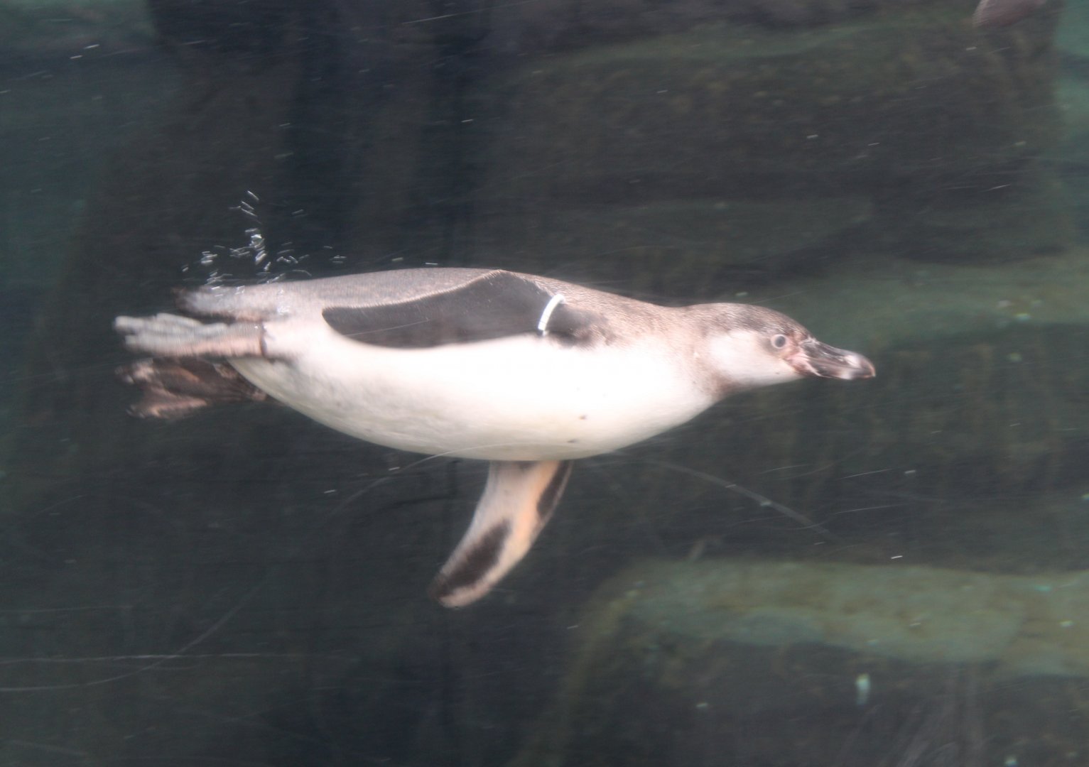 Humboldt penguin