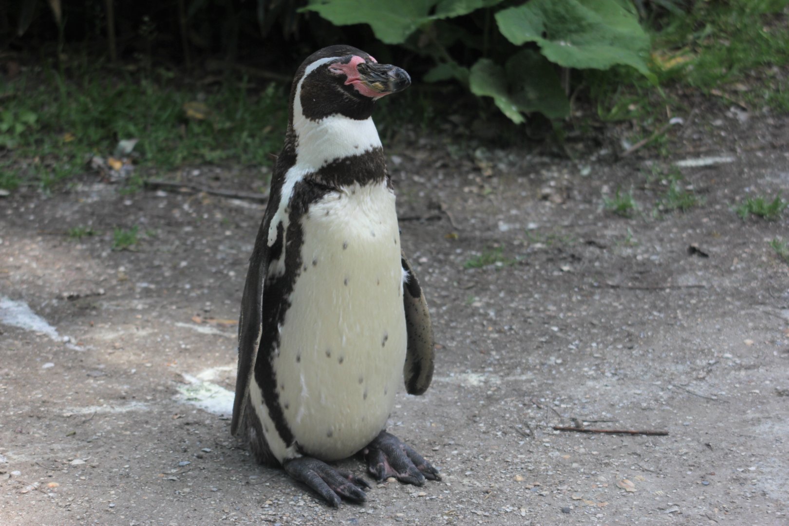 Humboldt penguin