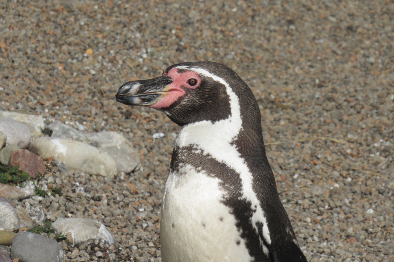 humboldt penguin