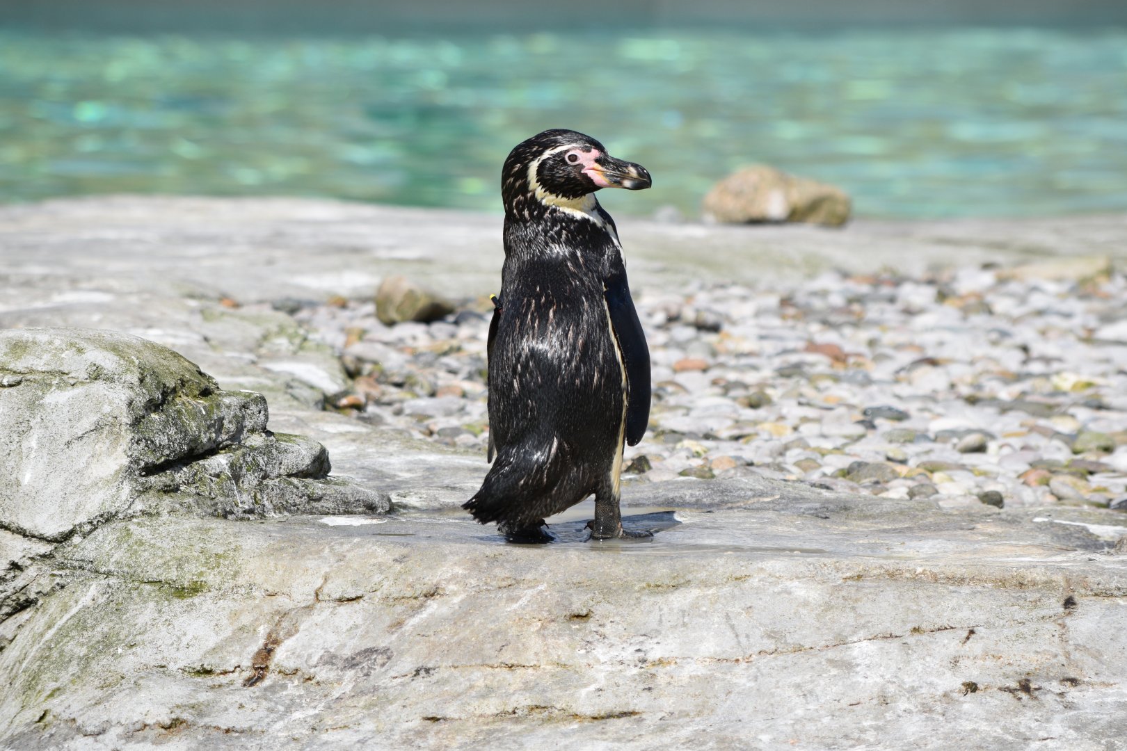Humboldt Penguin