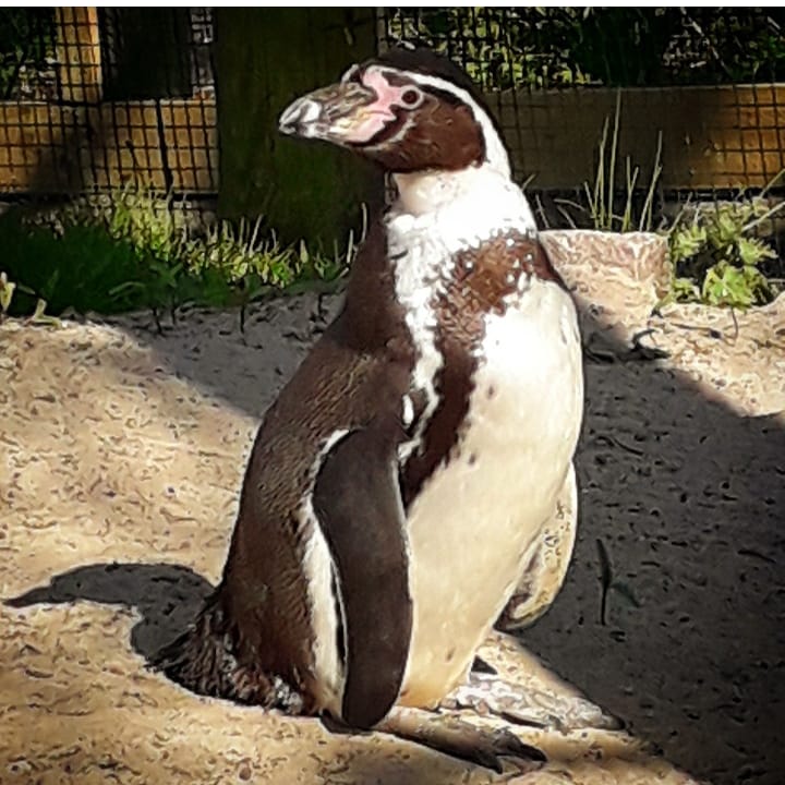 Humboldt Penguin