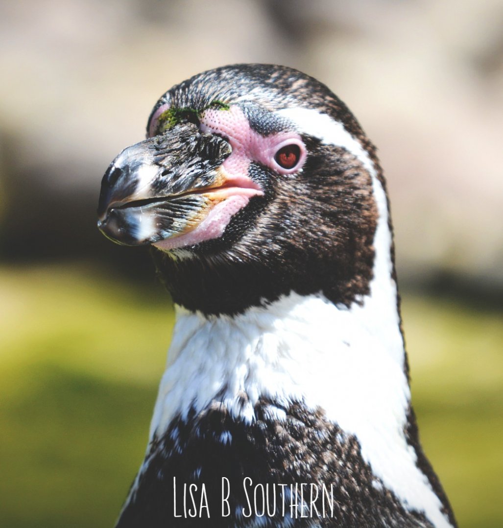.:Humboldt Penguin:.