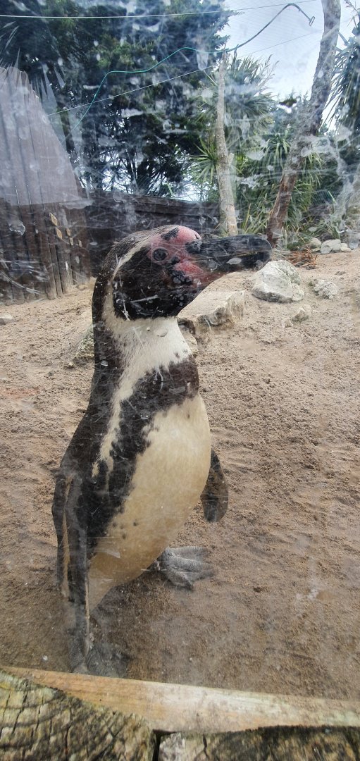 Humboldt penguin
