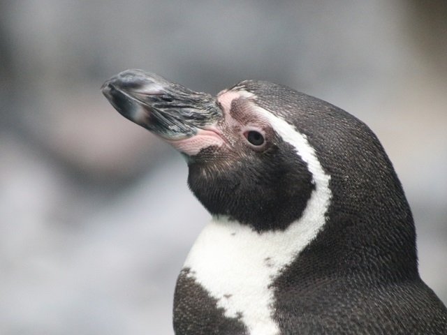 Humboldt Penguin