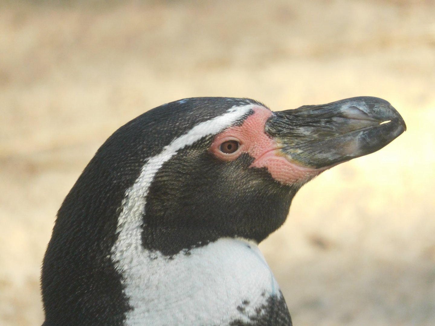 humboldt penguin