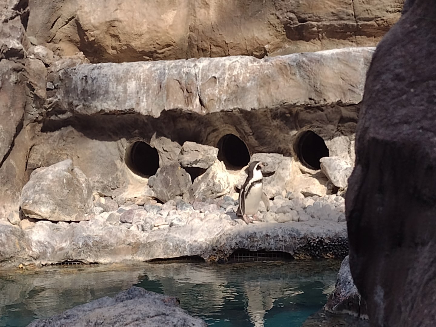 Humboldt penguin