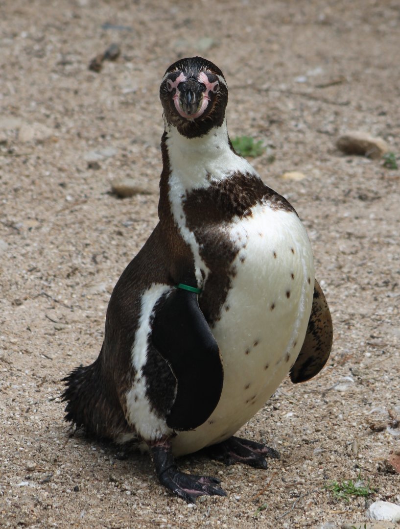 Humboldt penguin