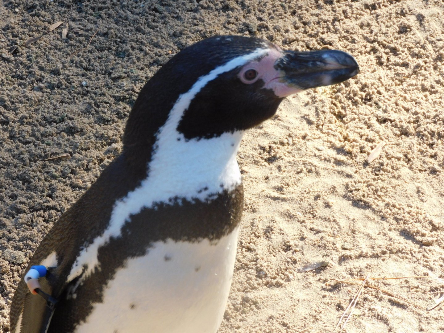 humboldt penguin