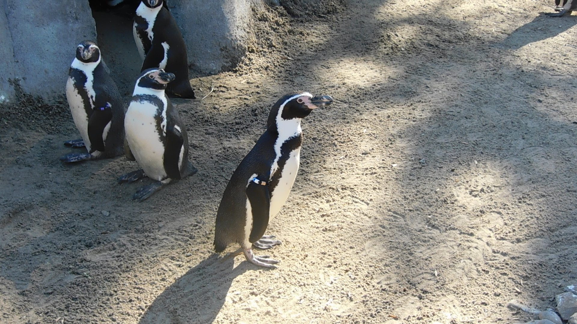 humboldt penguin