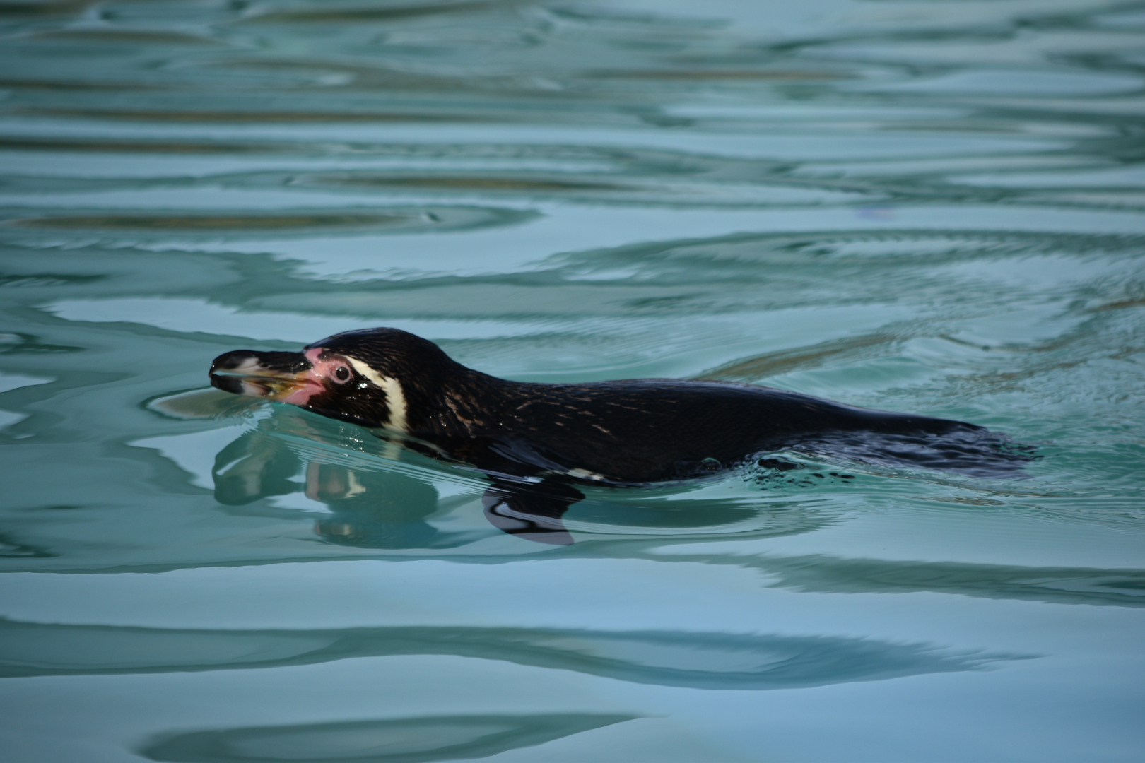 Humboldt Penguin