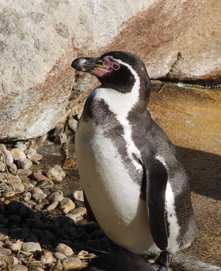 Humboldt penguin