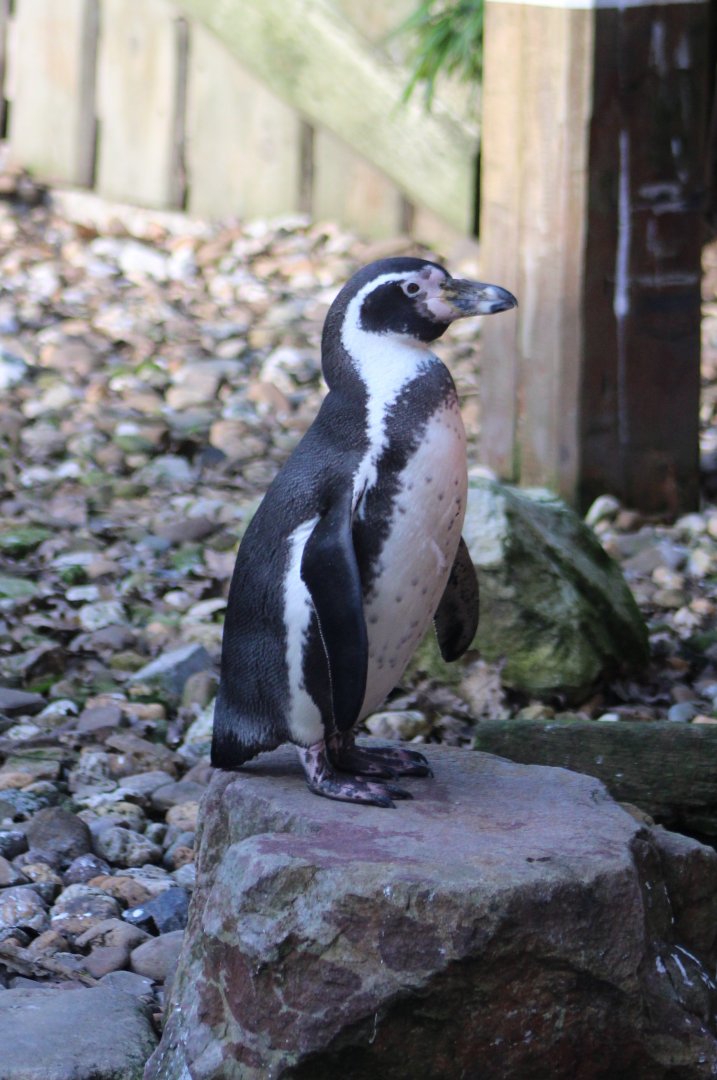 Humboldt penguin