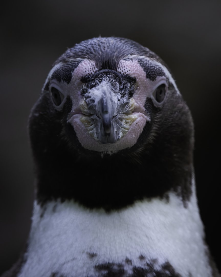 Humboldt Penguin