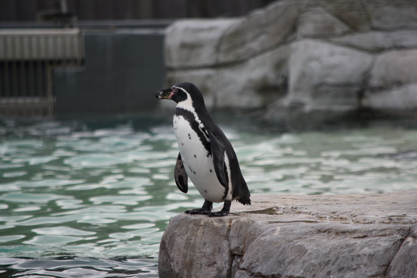 Humboldt penguin