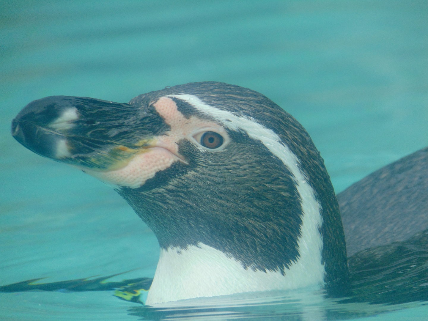 Humboldt Penguin
