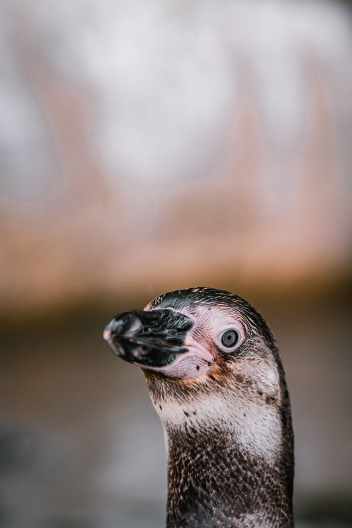 Humboldt Penguin