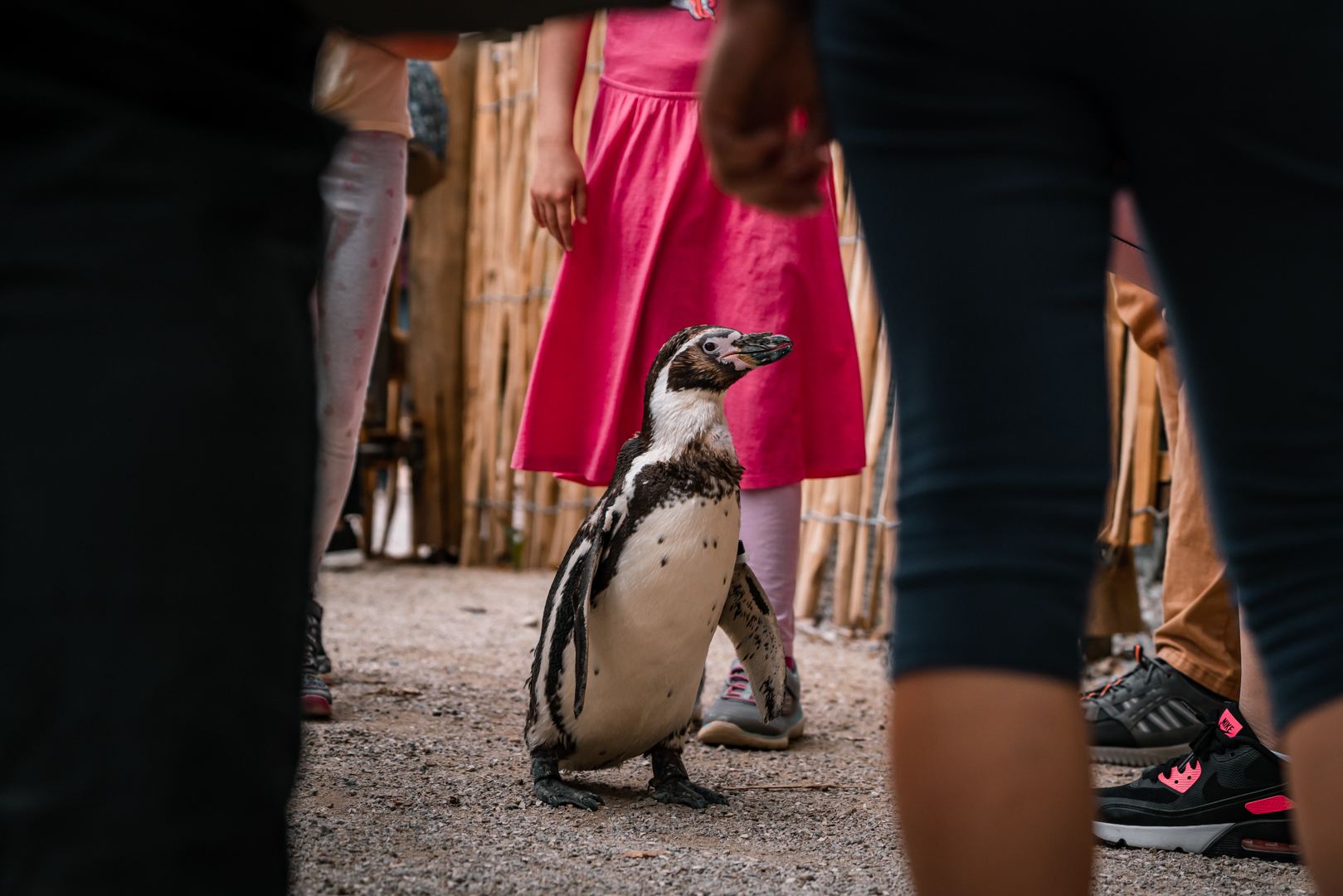 Humboldt Penguin