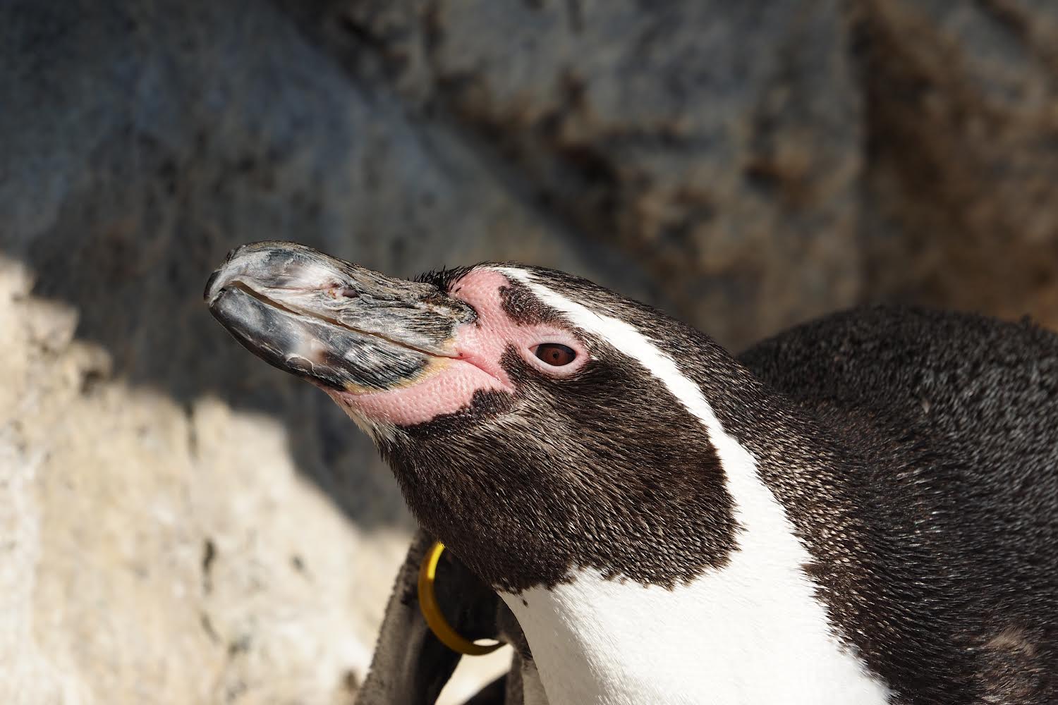 Humboldt penguin