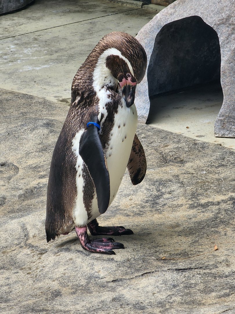 Humboldt Penguin