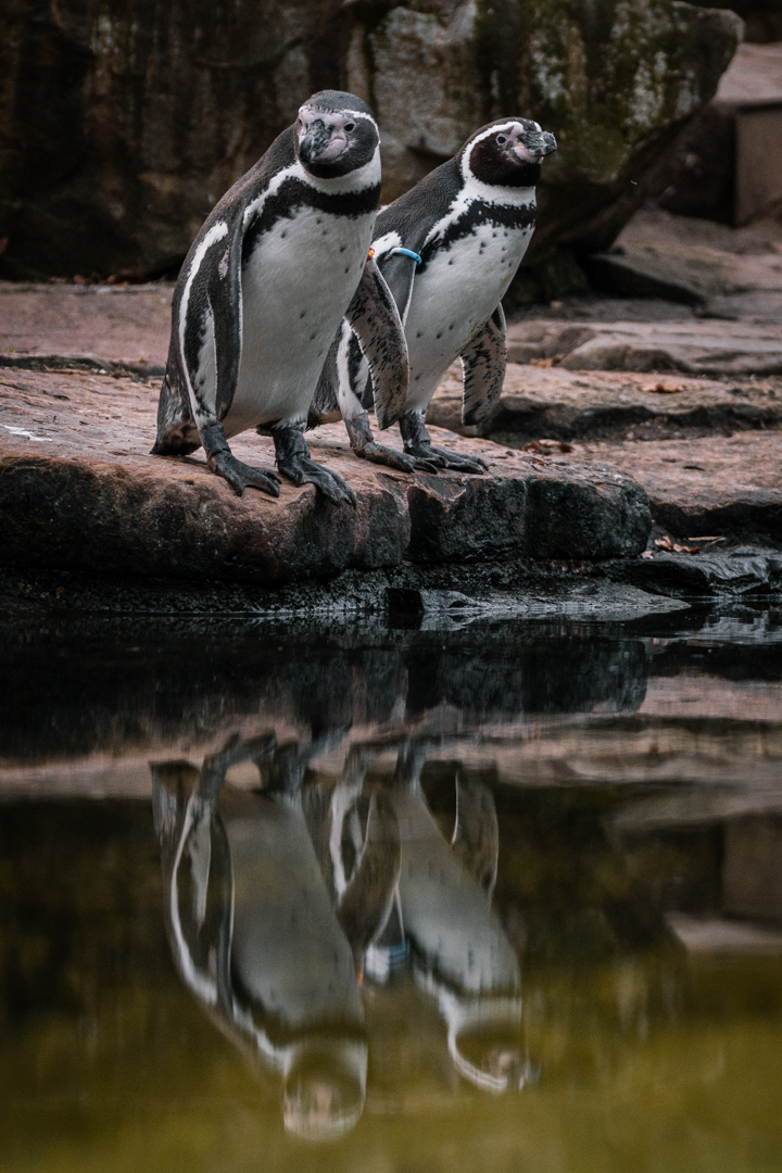 Humboldt Penguin