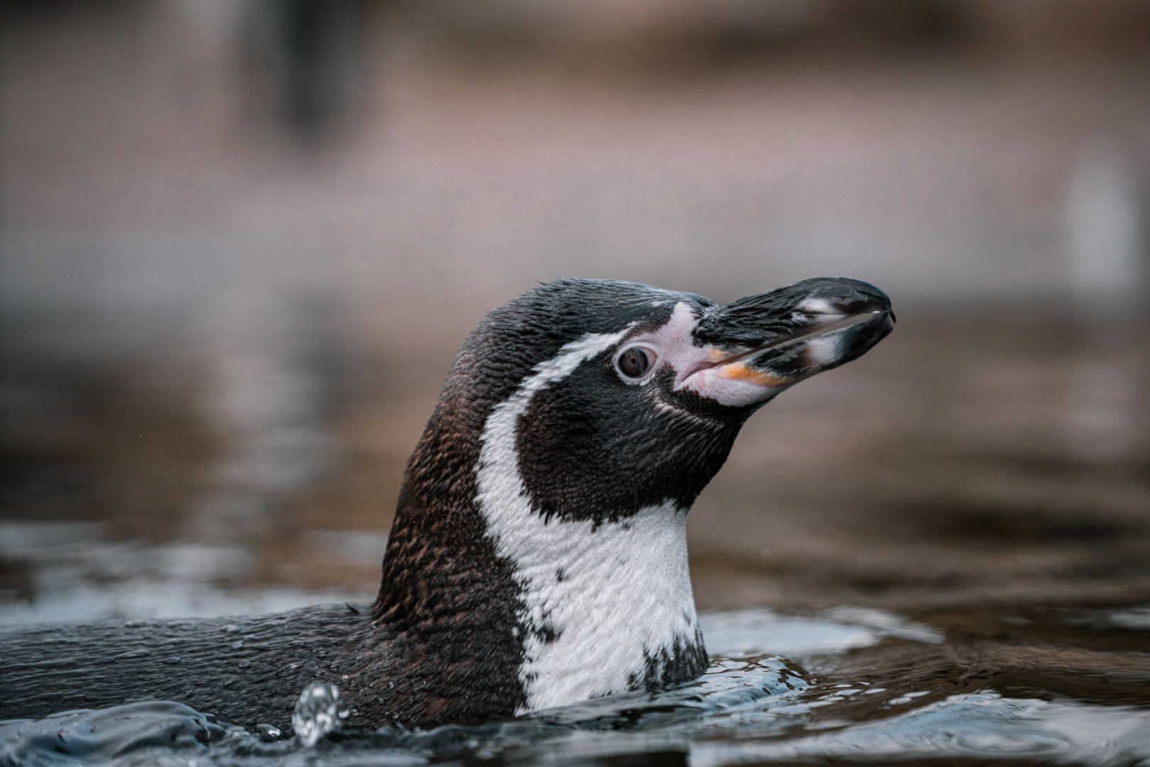 Humboldt Penguin