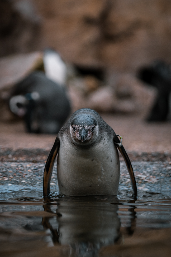 Humboldt Penguin