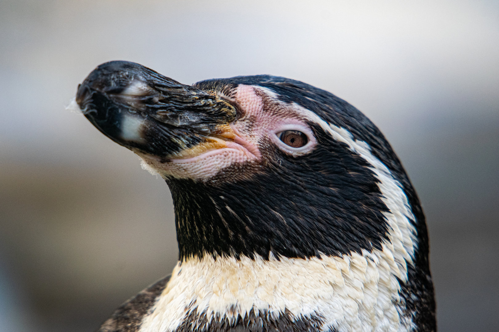 Humboldt Penguin