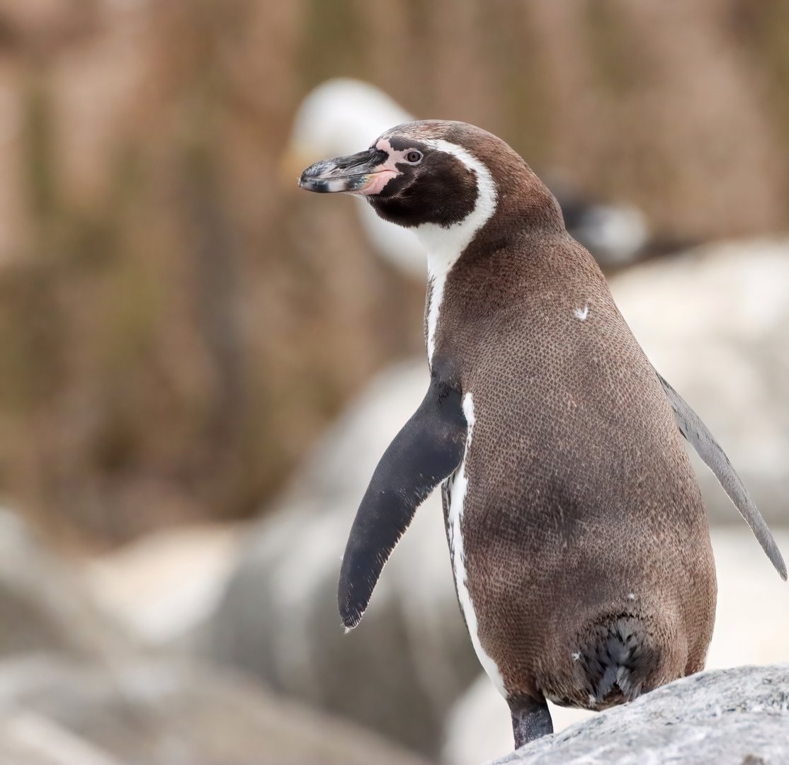 Humboldt penguin