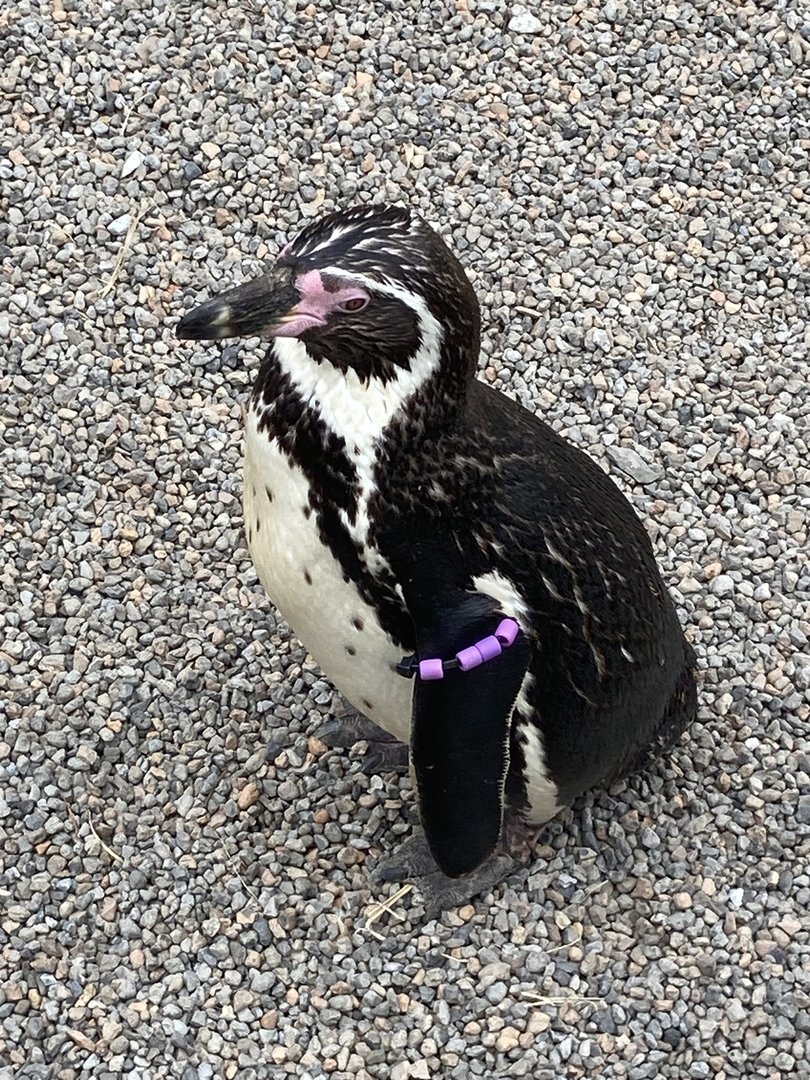 Humboldt Penguin