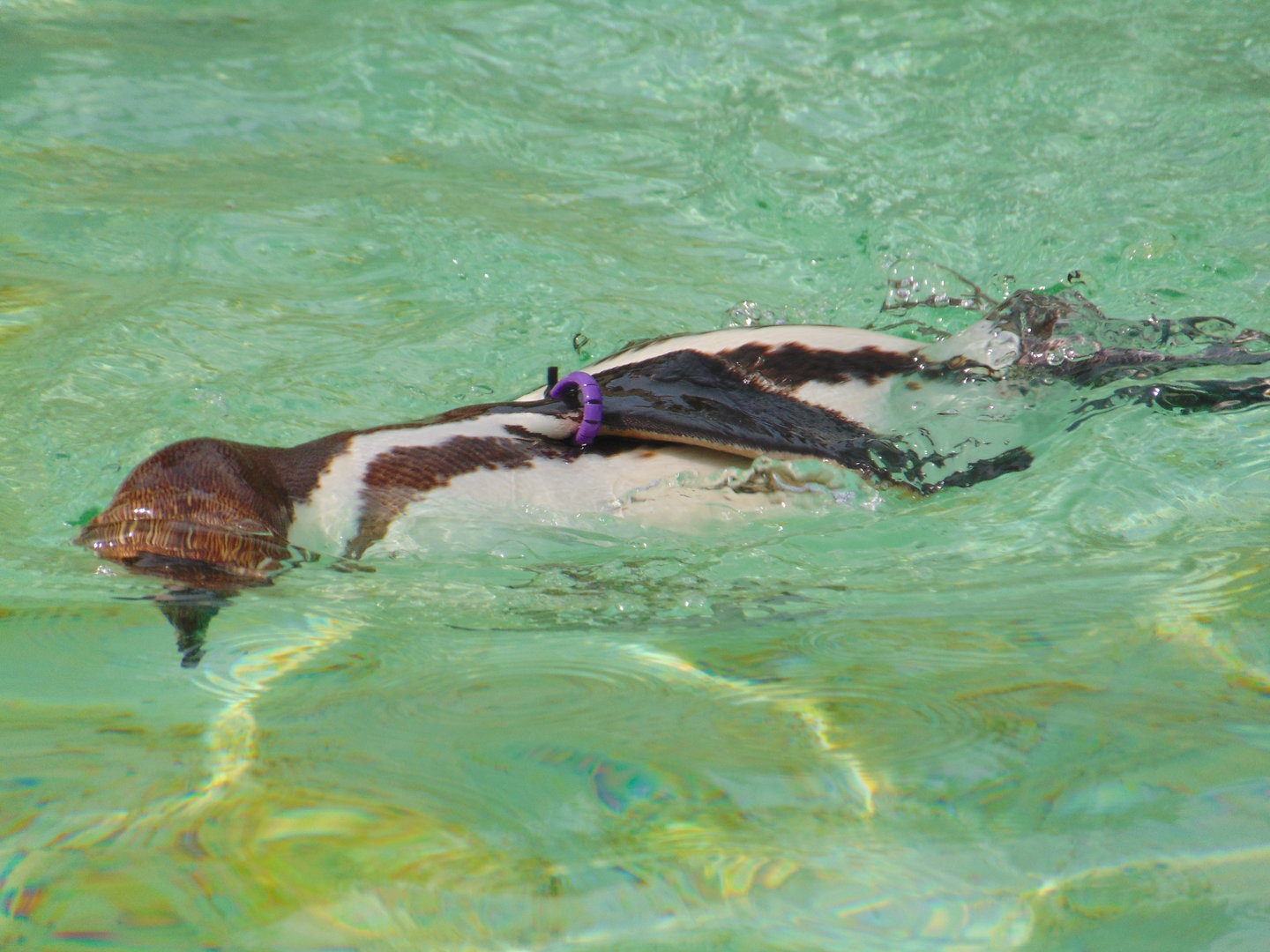 Humboldt Penguin