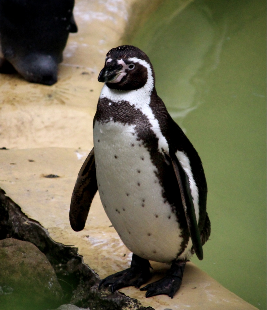 Humboldt Penguin
