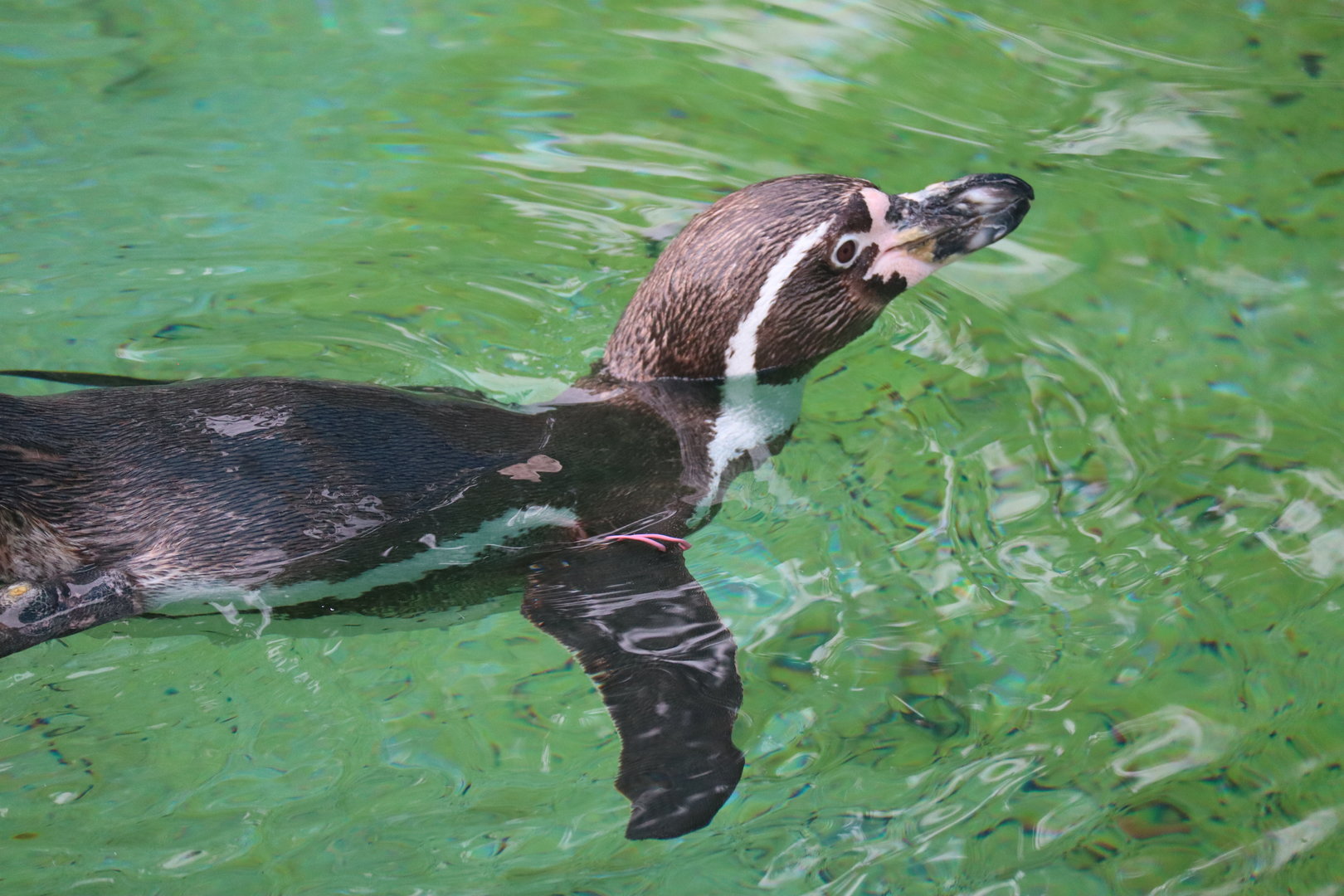 Humboldt Penguin